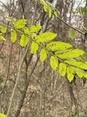 Pterocarya