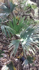 Trachycarpus fortunei