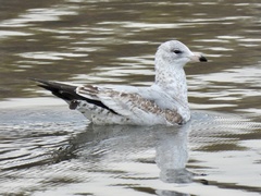 Larus delawarensis