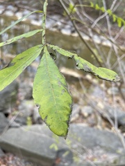 Pterocarya