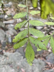 Pterocarya