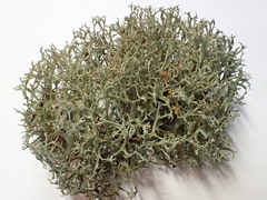Cladonia multiformis