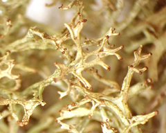 Cladonia multiformis