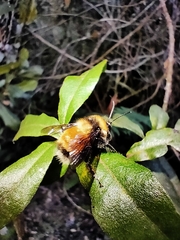 Bombus robustus
