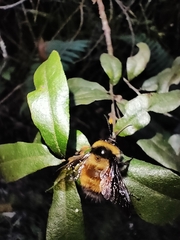 Bombus robustus