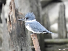 Megaceryle alcyon