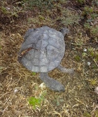 Hydromedusa tectifera
