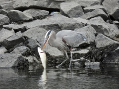 Ardea herodias