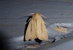 Ichneutica epiastra