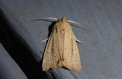 Ichneutica epiastra