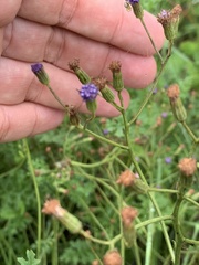 Senecio rhyncholaenus
