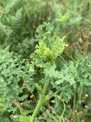 Senecio rhyncholaenus