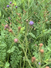 Senecio rhyncholaenus