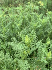 Senecio rhyncholaenus