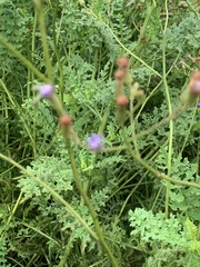 Senecio rhyncholaenus