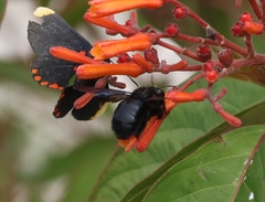 Xylocopa griswoldi