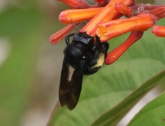 Xylocopa griswoldi