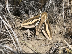 Hyles euphorbiarum