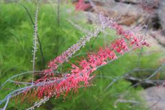 Grevillea dryandri