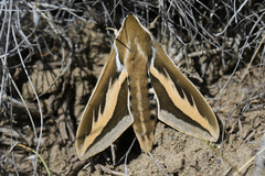 Hyles euphorbiarum