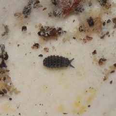 Morulodes