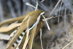Hyles euphorbiarum