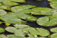 Philothamnus hoplogaster