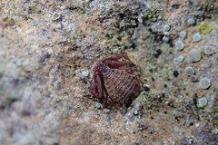 Pseudogarypus