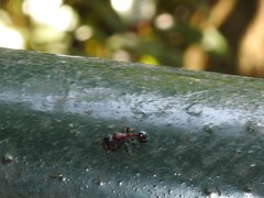 Dilobocondyla fouqueti