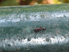 Dilobocondyla fouqueti