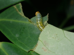 Bibasis gomata