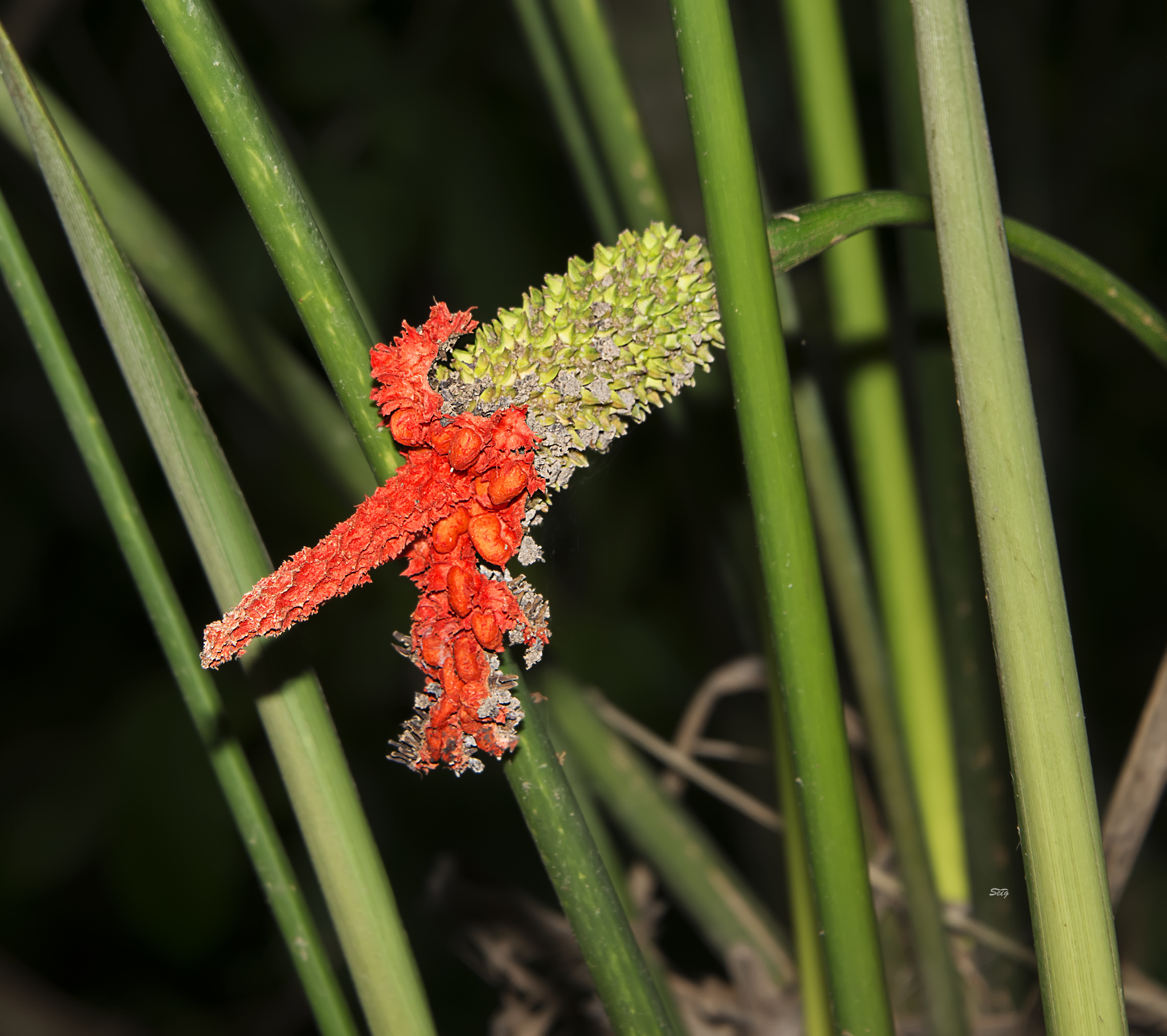 Panama Hat Plant (Carludovica drudei)