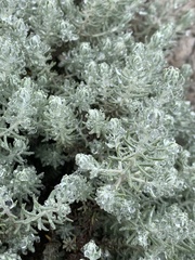 Helichrysum reflexum