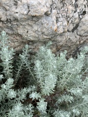 Helichrysum reflexum