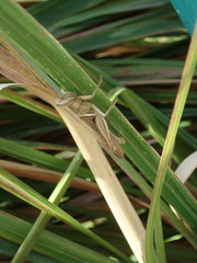 Stenocatantops mistshenkoi
