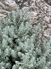 Helichrysum reflexum