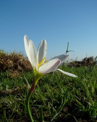 Zephyranthes candida