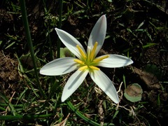 Zephyranthes candida