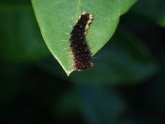 Trypanophora semihyalina