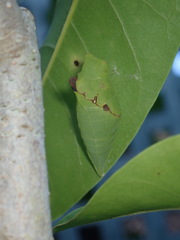 Graphium agamemnon
