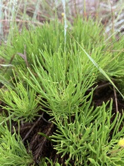 Euryops pedunculatus