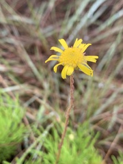 Euryops pedunculatus