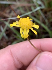 Euryops pedunculatus