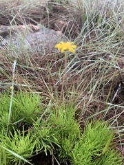 Euryops pedunculatus