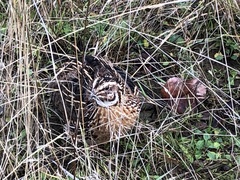 Coturnix