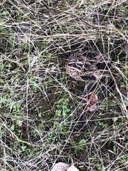 Coturnix