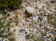 Dalea candida oligophylla
