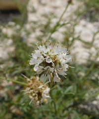 Dalea candida oligophylla