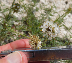 Dalea candida oligophylla