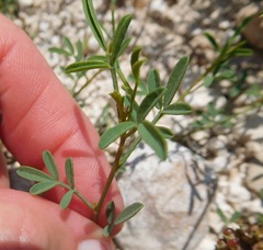 Dalea candida oligophylla